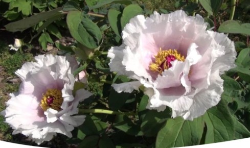 ��������� ����� ����������� ������: ������� ������� � �����