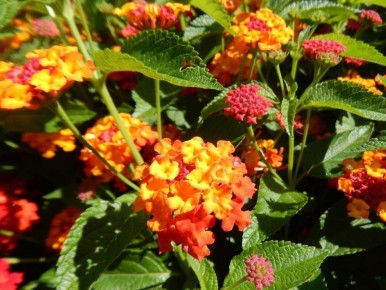 ���������� �������: ����� ������� ��� ������� ����