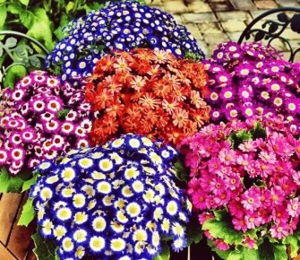 ���������: ������� ����� �� ����� ������� ��� ������� ����