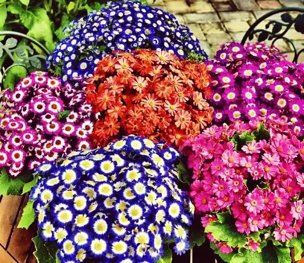 Цинерария: секреты ухода за ярким цветком для уютного дома