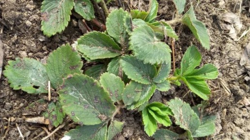 ��������� ������ ������� ��������� ��������: ��� ��������� ���� ������ ������