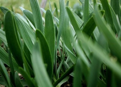 ������� ������� ����: ������� ������ ��� ������� ������