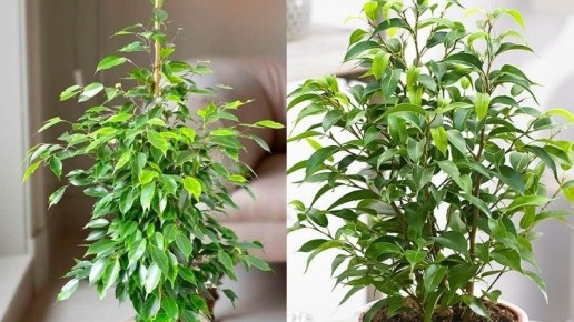 ����� ����� �� ������� ����������: ������� ������������ ���������