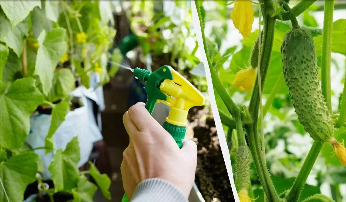 Как продлить сезон огурцов: советы для дачников