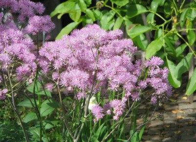 �����������: ������ ������ ������ ����, ������� ����� ���������