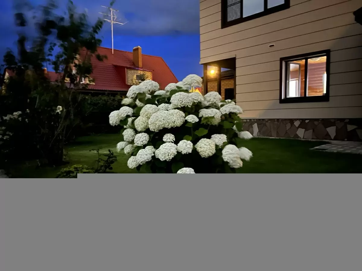 Подбор гортензий для сада: пять популярных сортов с уникальными характеристиками