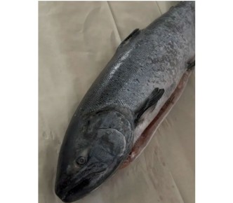 ������������ ���� ����� �����