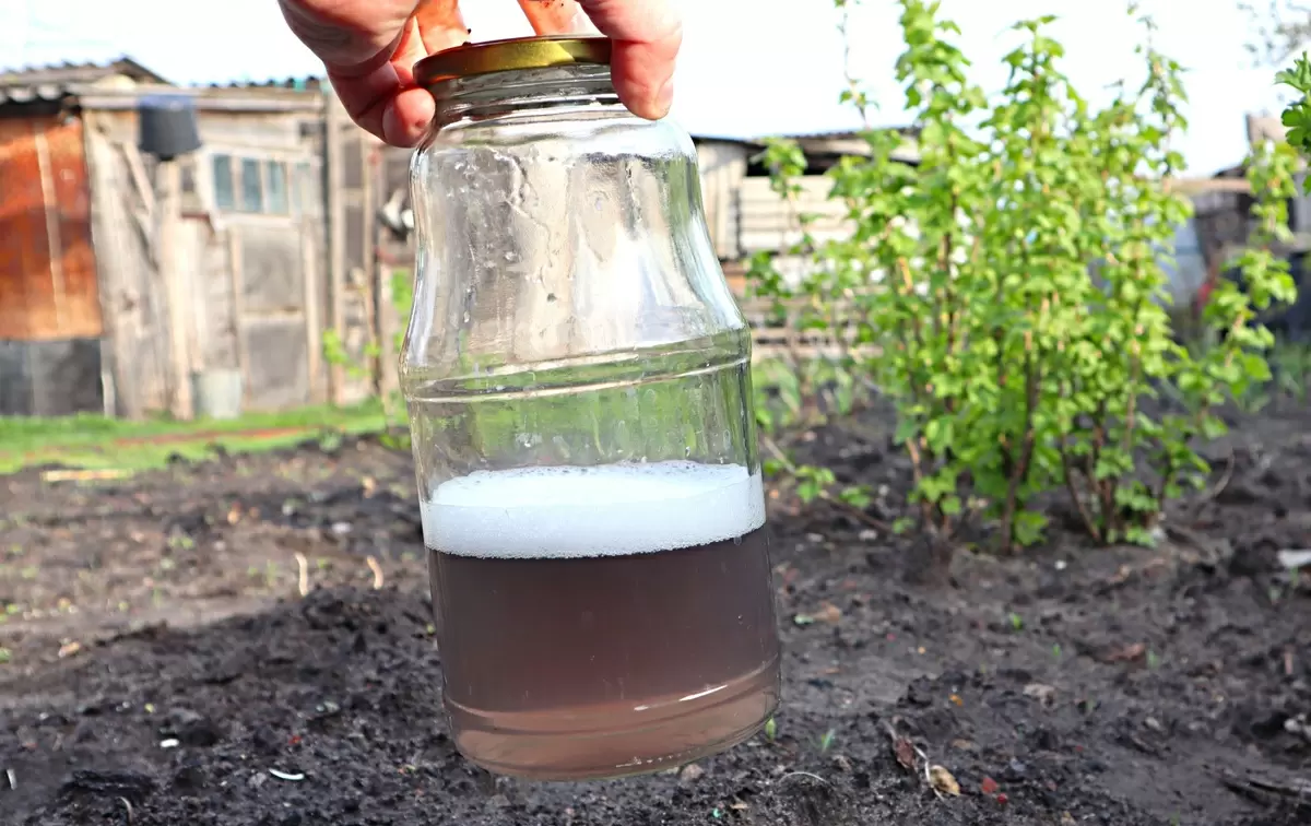 Эффективная весенняя обработка смородины для крупных ягод