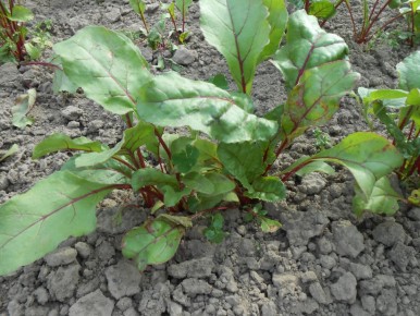 ������� ��������� ������ ������: ��� �������� ���������������� ��������