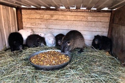 Как создать идеальную кормушку для нутрий: простое руководство