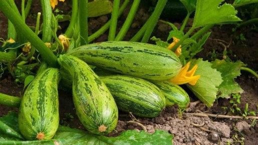 ��� �������� ���� ���������� ������� � ��������: ������� ����������� �� ������� �����������