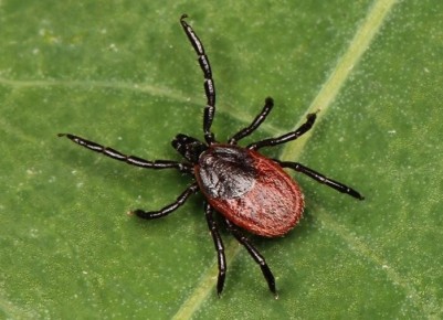 Как зеленые защитники помогают сохранить ваш участок от клещей