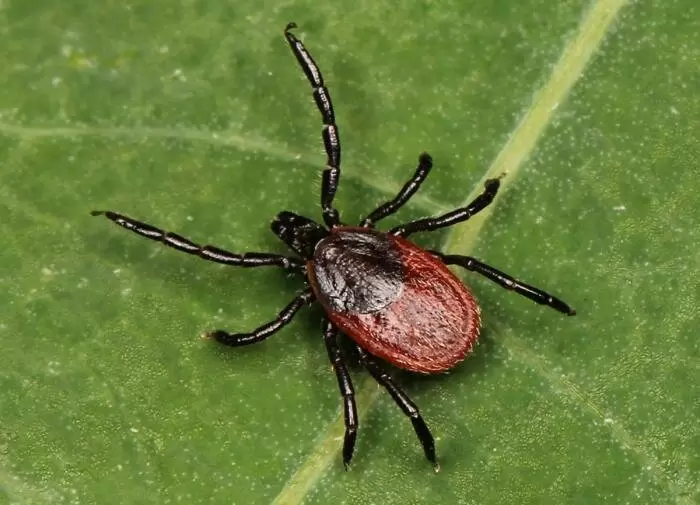 Как зеленые защитники помогают сохранить ваш участок от клещей