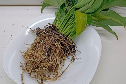 Как спасти спатифиллум: советы по восстановлению корней