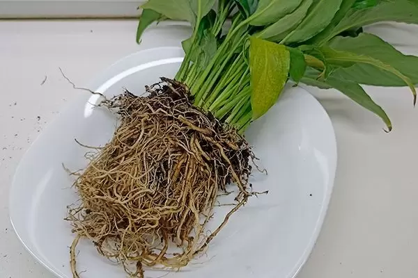 Как спасти спатифиллум: советы по восстановлению корней