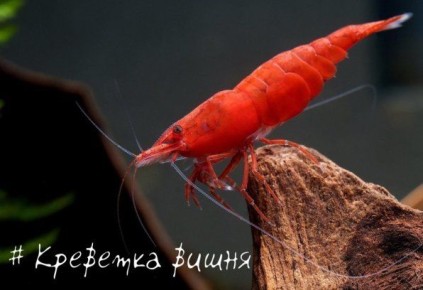 �������� �����: ����� ������ � ����� ���������