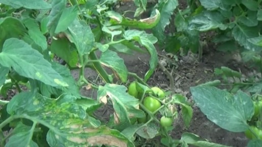 Эффективная защита растений: современные советы по применению препаратов