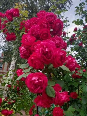 ������ ���� ��� ���: ��� �������� ������� ����� �� ��������