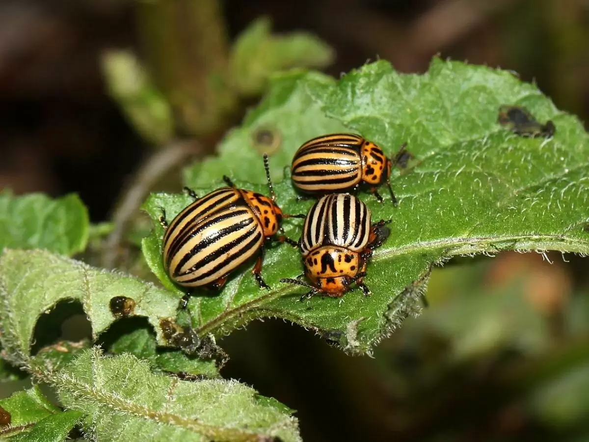 Необычные методы борьбы с колорадским жуком: как злодей может стать спасителем