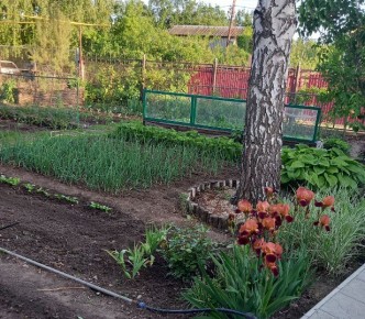 Как вырастить лук репкой? Секреты максимального урожая