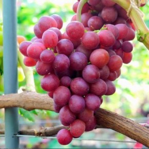 Виноград Маша: спелость, вкус и неприхотливость в одном сорте