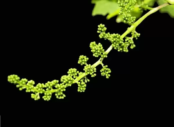 Как эффективно защитить виноград от вредителей и болезней