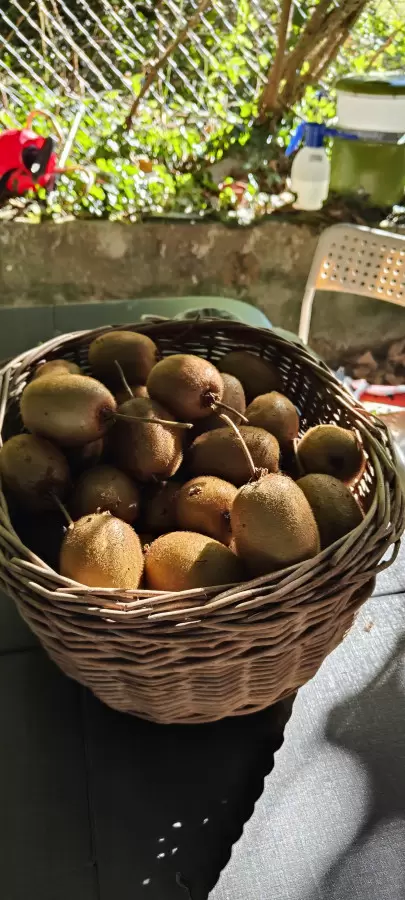 Урожай киви – доступная экзотика