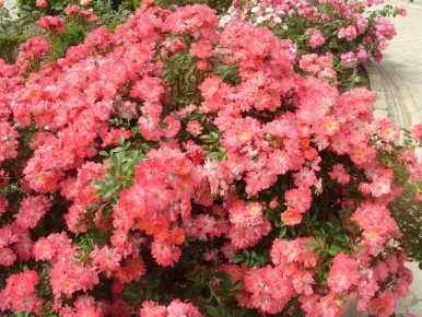 �������������� ����: ����� ����� ��� ������ ����