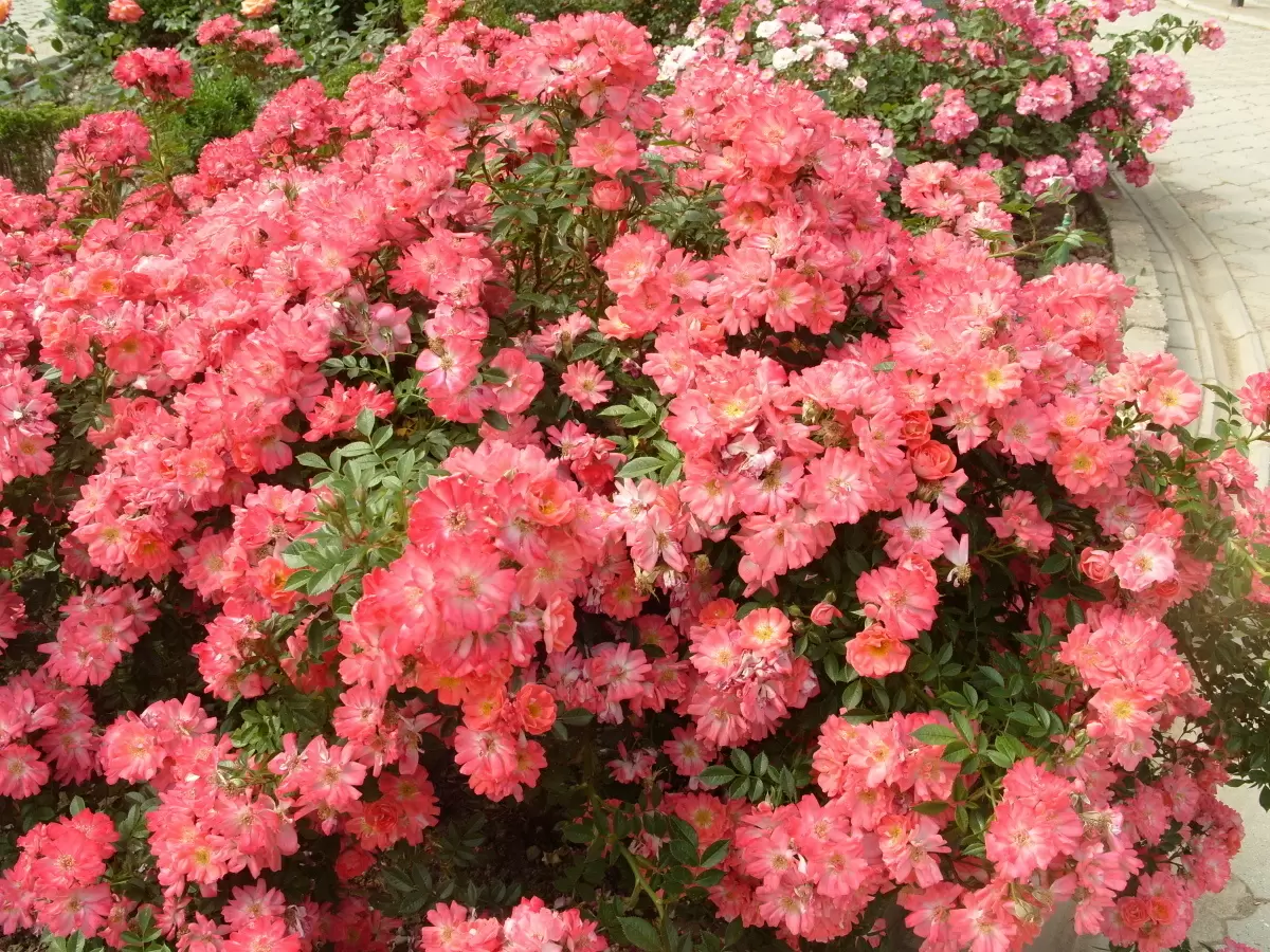 Почвопокровные розы: яркие ковры для вашего сада