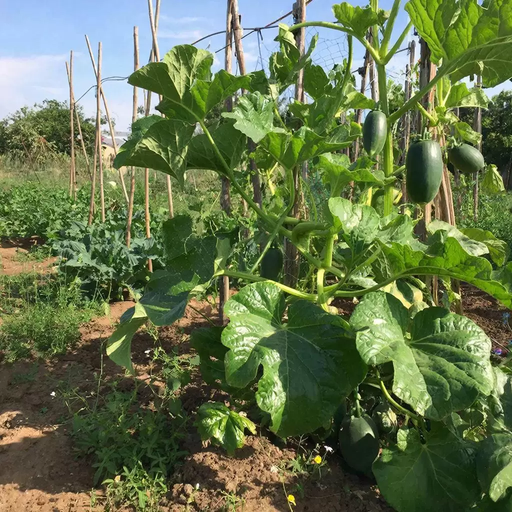 Кабачки и их соседи: кого лучше не сажать рядом