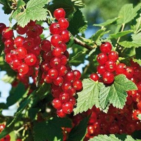 ��� ����� ��������� ������� ������� ��������� � �������� ��������