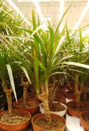 ������� ���������: ������ ������� ������ ����