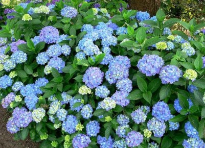 ��� ������ ��������� �� ������� ����: �������� ������ ��� ���������