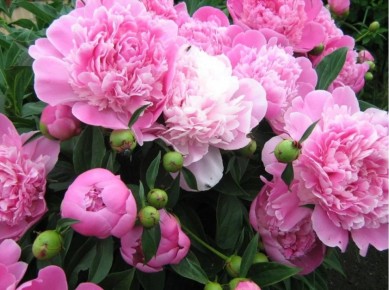 ������ ������� ������: ����� ����� ���������?