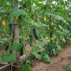 ������ ������ ������� f1: ��������� ����� ��� ������ ������