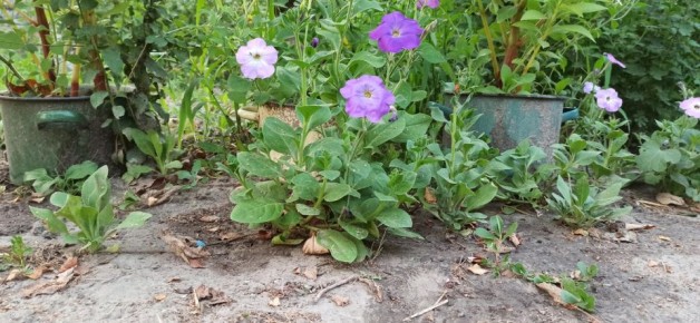 ��� ������� ���������� �������� �������: ������� ������� ���������