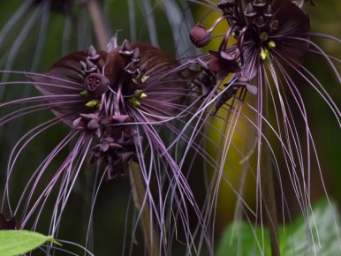 ��������� ��������: ��������, ������� �������� ��� �������� �� "�������"