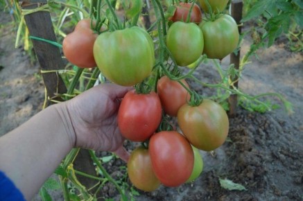 ����� �������� ���������� �������: ��������� ����� ��� �������� � ��������