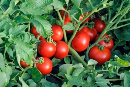 ����� ��������: ������� ��������� ������ � ���� �� �������