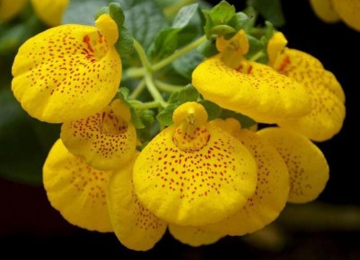 ������������: ������� ����� �� ����������� ��������� ���������