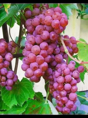 �������� ������ ������: ������������� � ��������� ������������ ����