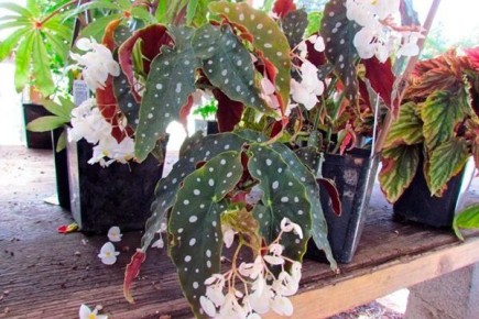 �������: ����� ������� ��� ������ ��������� � ����