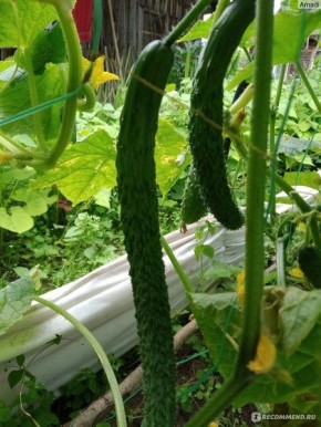 ��� ��������� ���������� ������� ������ ��� ���������� ������