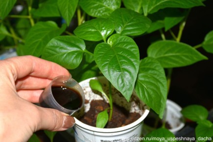 ��� ������� ������ ������� �������: ������� ����������� ���������