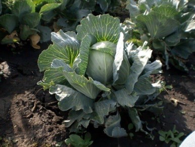 ��� ��������� ������ ��� ��������� ������� � ������ ������� �������