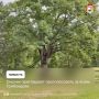 Смоленская область участвует во Всероссийском конкурсе «Российское дерево года — 2026»
