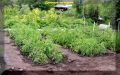 Июнь в саду: основные задачи и хитрости для успешного урожая
