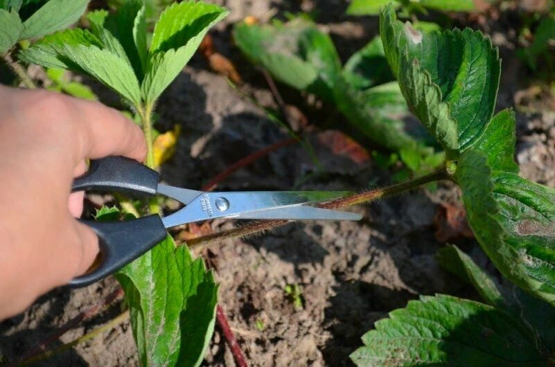 Секреты ухода за клубникой: стоит ли избавляться от старых листьев во время сбора урожая?