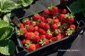 Секреты успешного ухода за клубникой: как продлить жизнь любимым ягодам