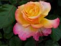 ��� 'Rose de Hoffnung' ����������� ������ ���������: ���� � ����������